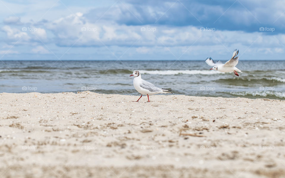 seagulls. Seagulls on the Beach of baltic Sea