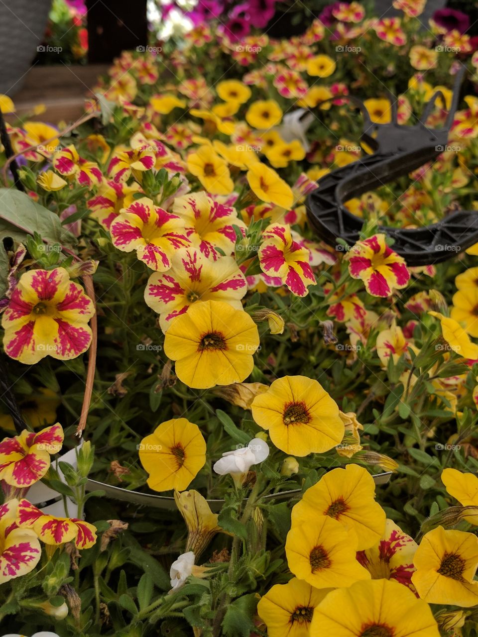 red and yellow mini petunias