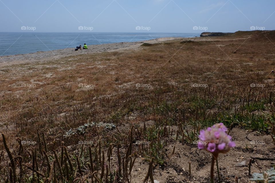 One pink wildflower, kids playing in background on a cliff