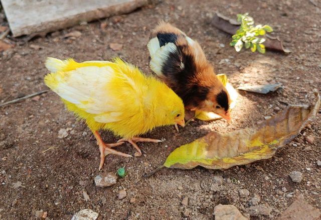 Chickens