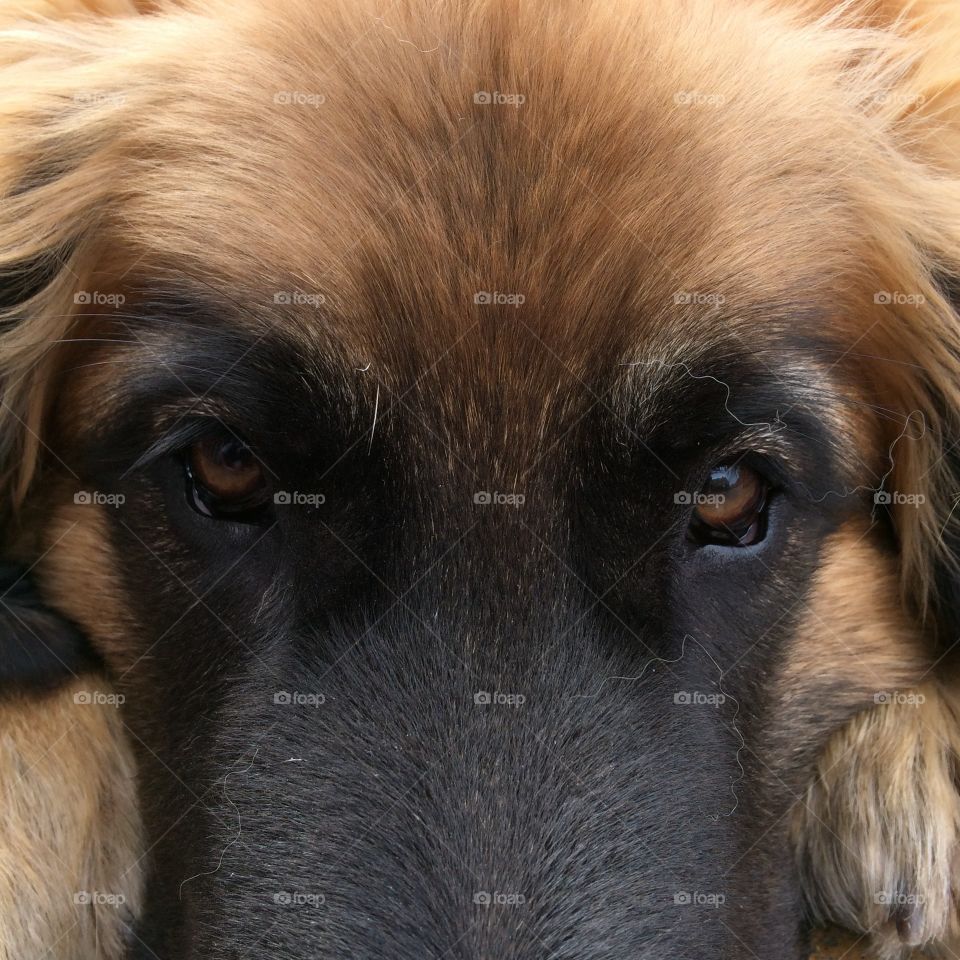 Leon Berger dog . Close up face photo of Leon Berger dog 5 months old 