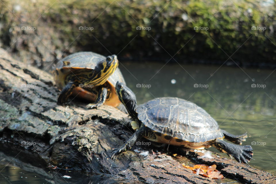 Turtle, Reptile, Tortoise, Shell, Slow