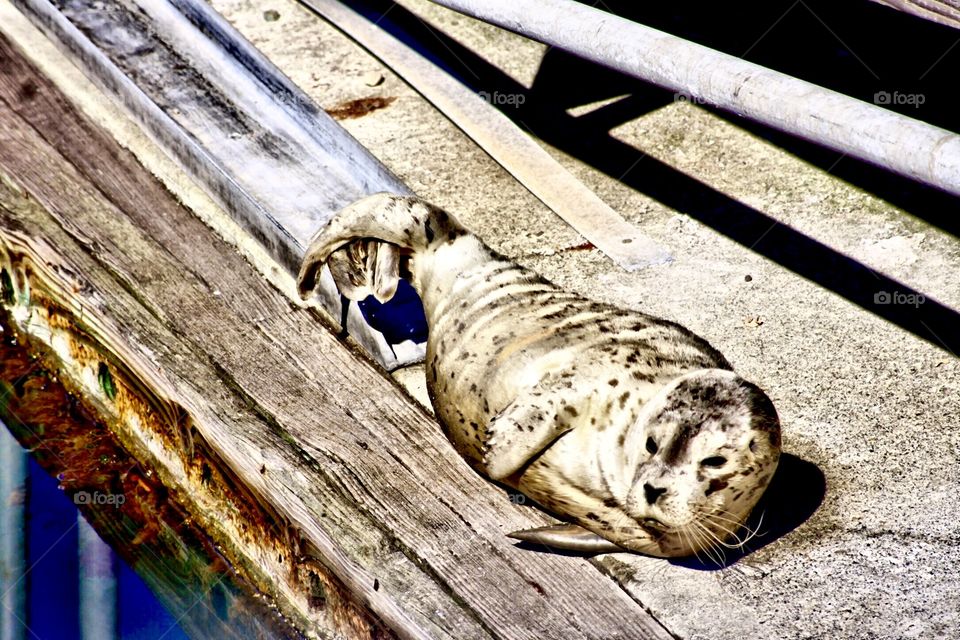 A seal pup in a sunbath!