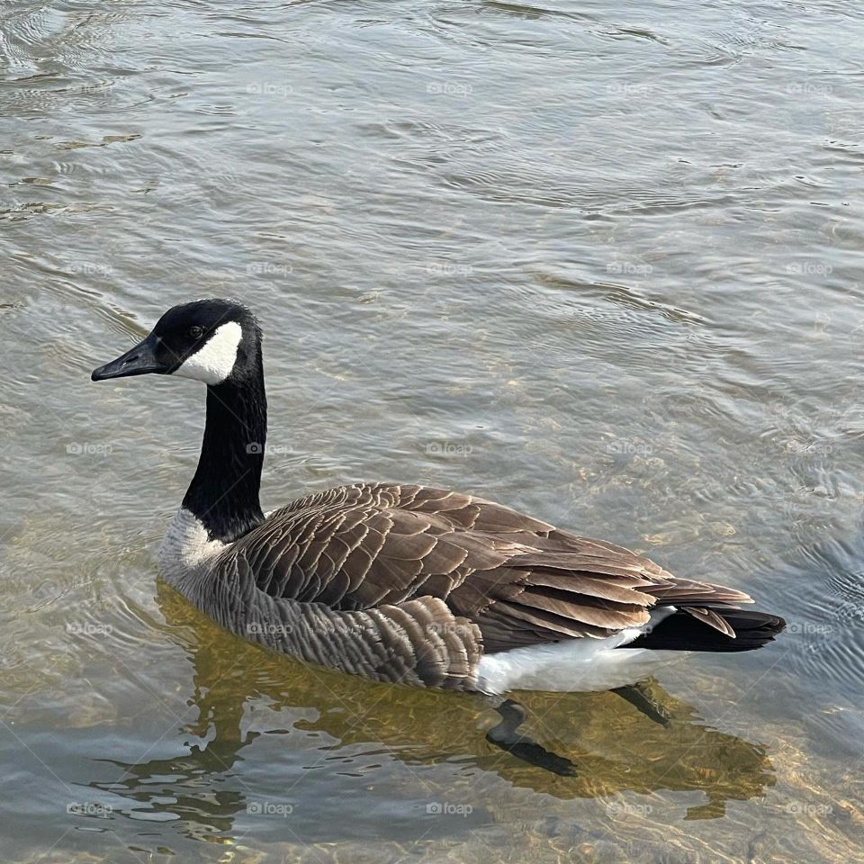 A beautiful Canada goose gliding on the water this morning