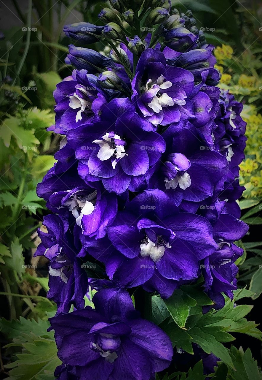 Purple delphinium 