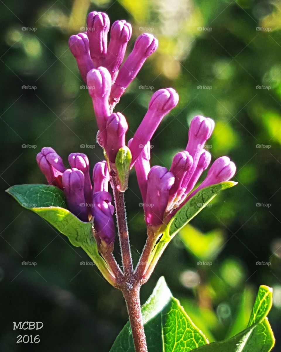 Dwarf Lilac Bud