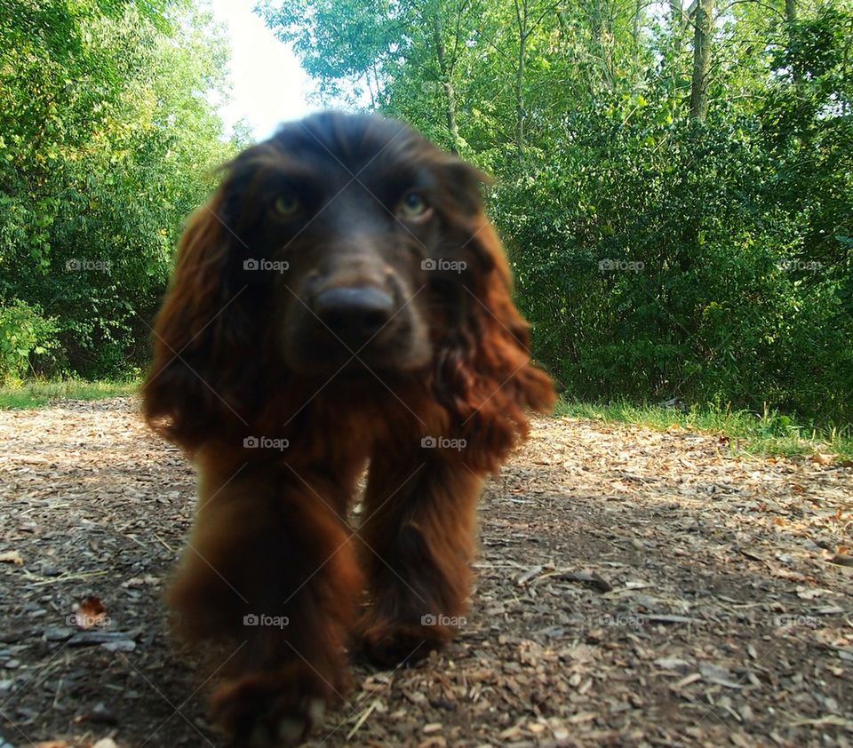 Boykin Spaniel on the prowl......