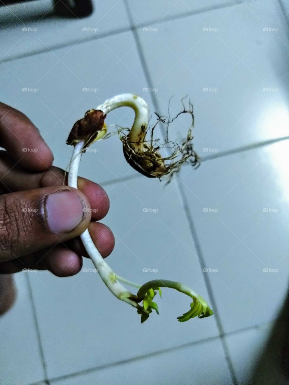 Holding groundnut sapling