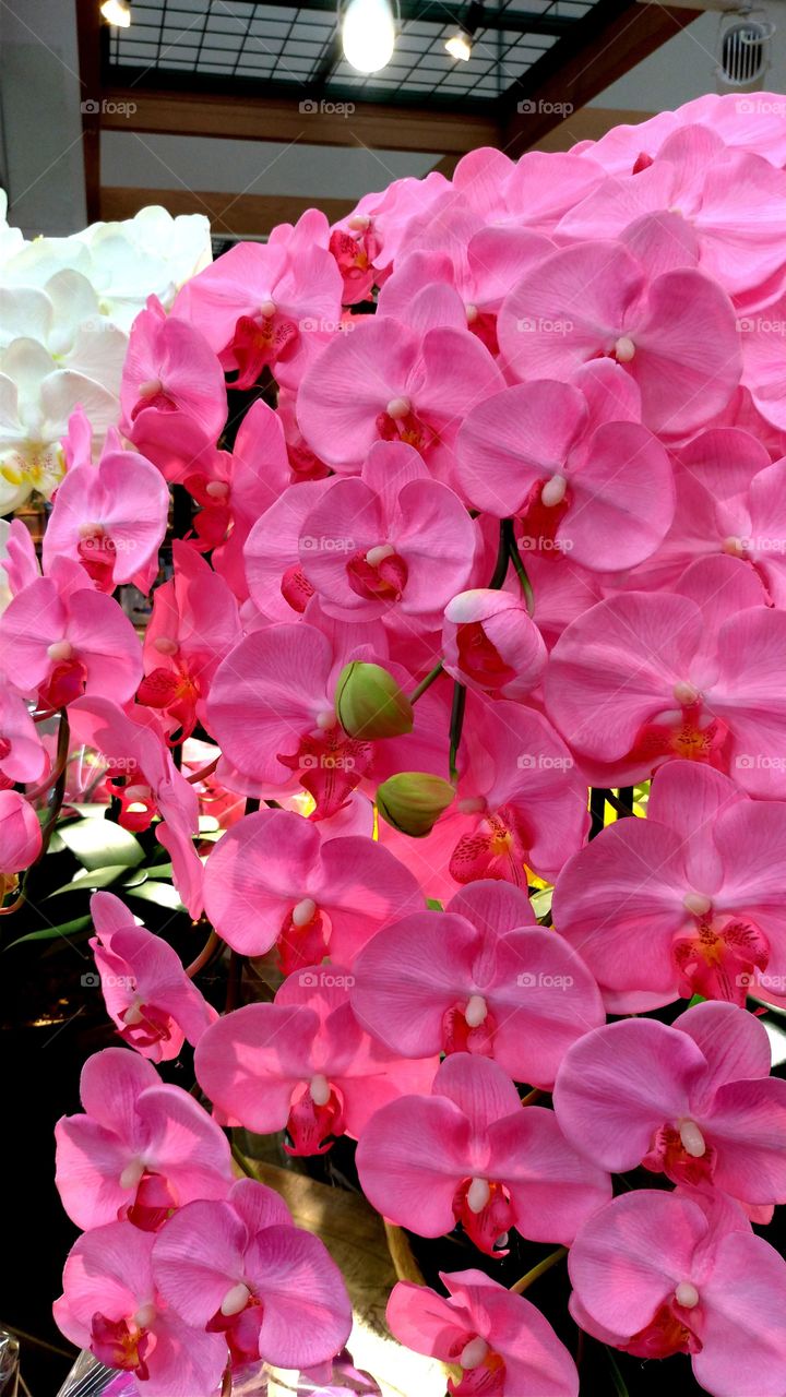 Pink orchid