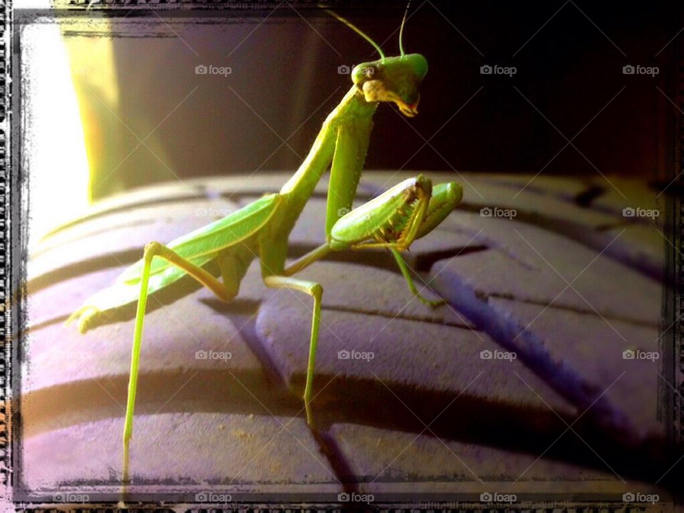 Mantis