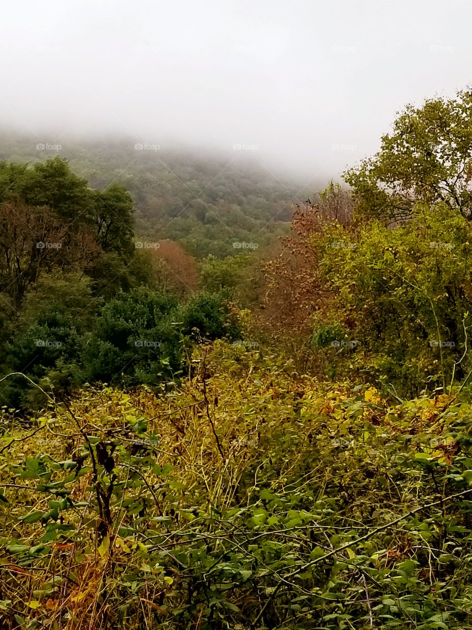 autumn trees mountain view