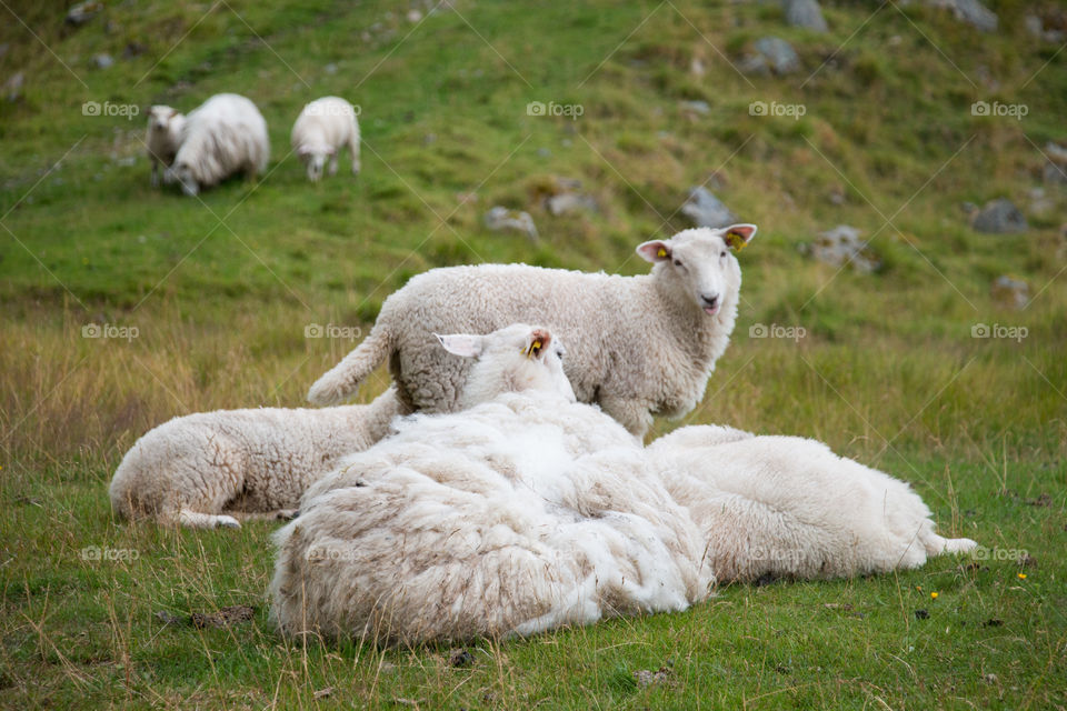 Sheep's in norway