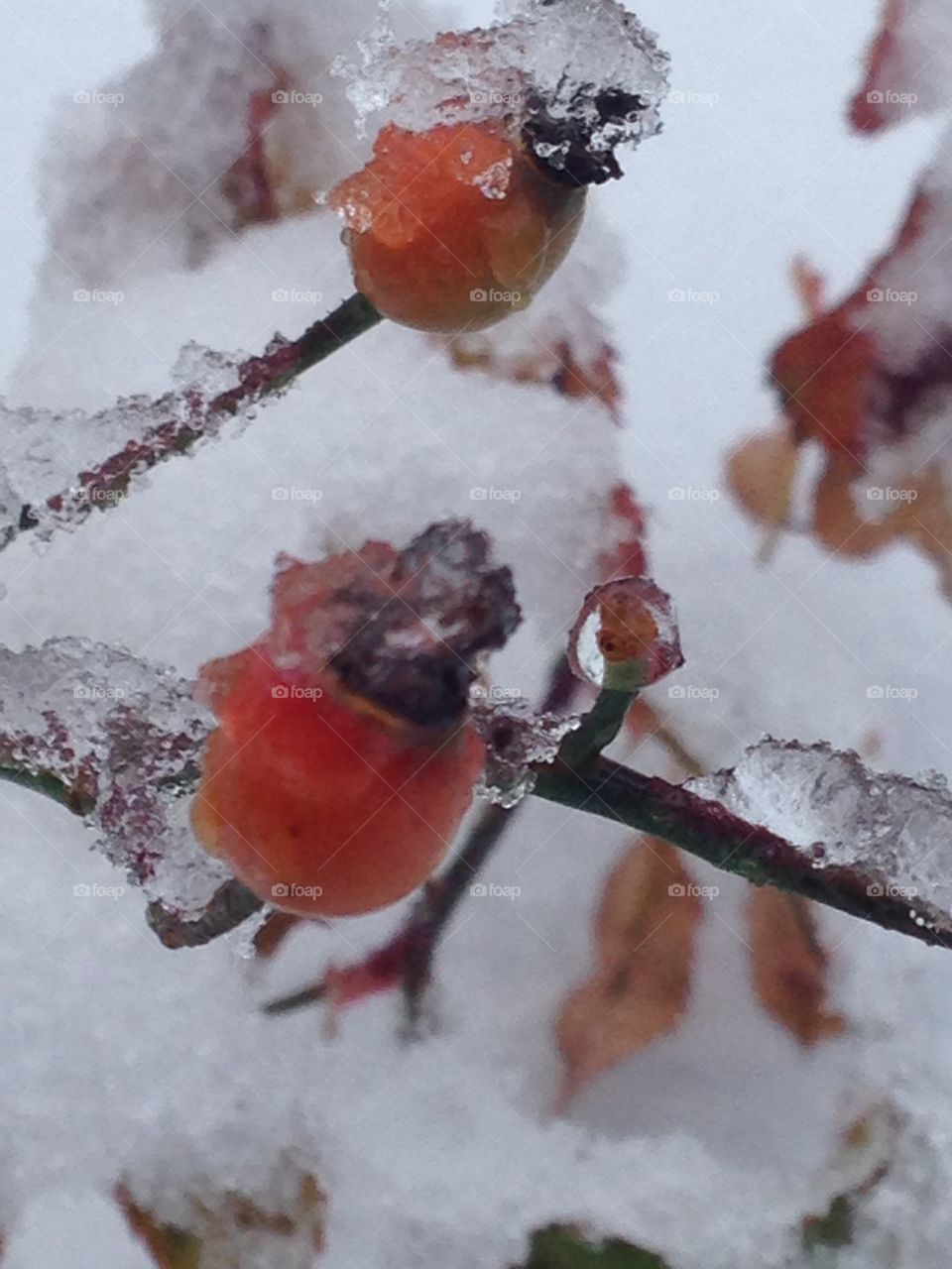 Red winter berries 