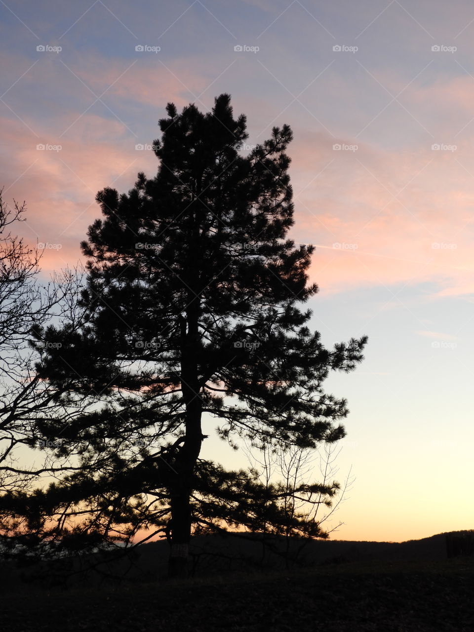 Sunset tree