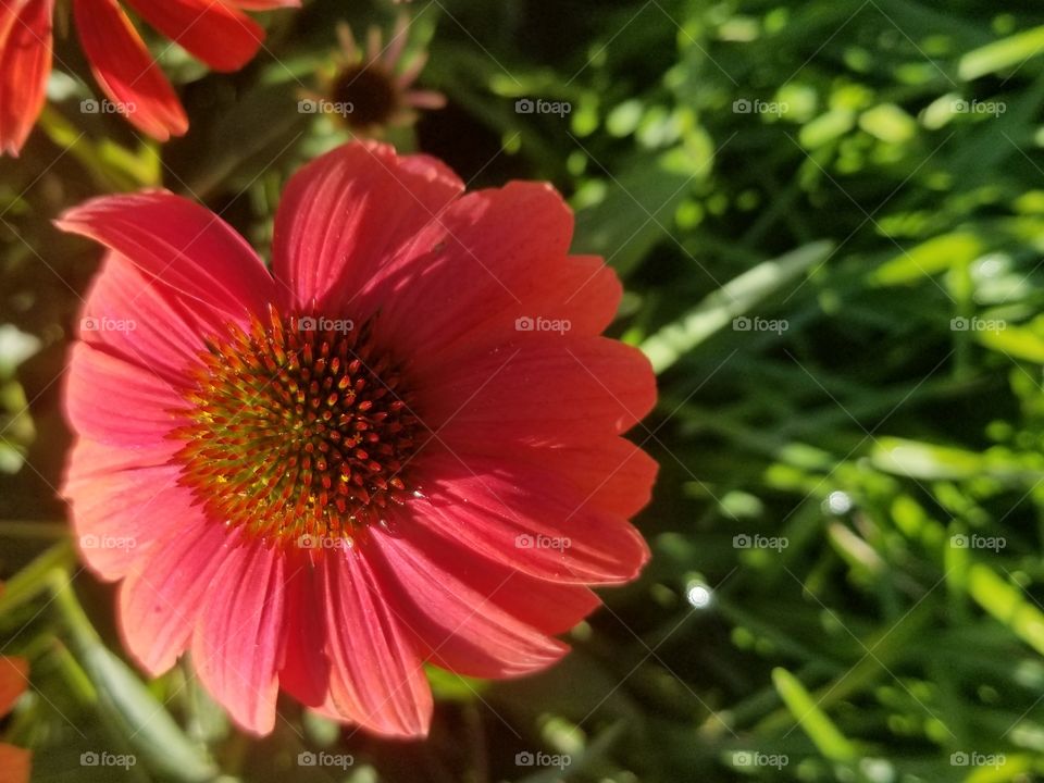 Pink/red flower wanting a shot at there own selfie.