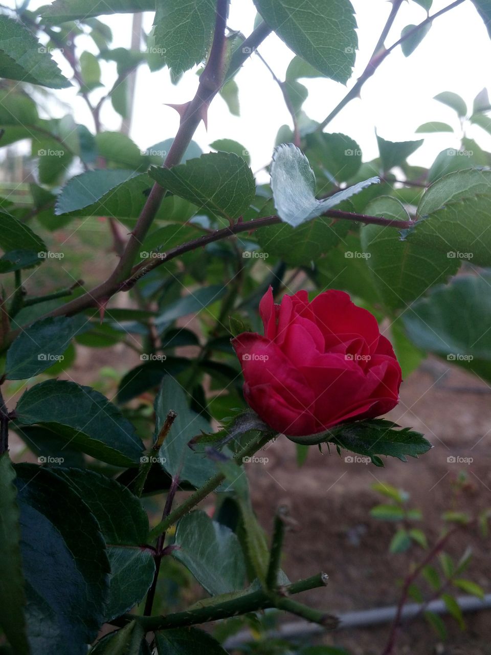 the most beautiful flower