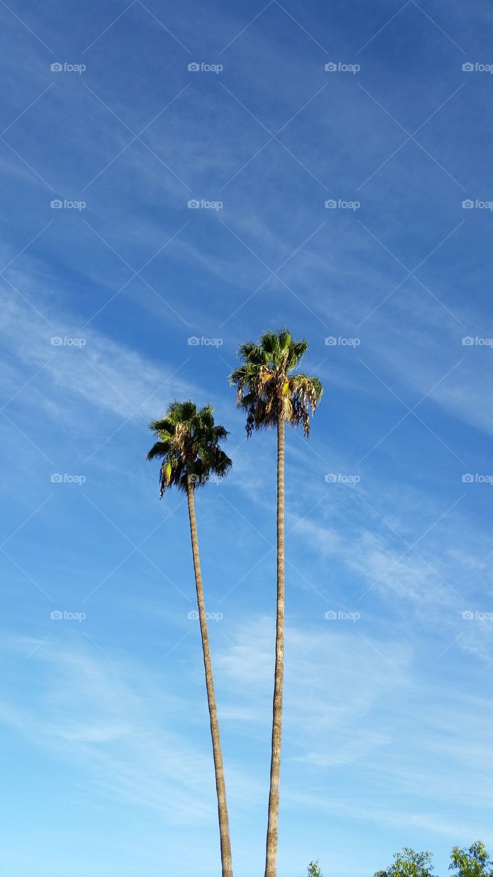 Twin Palms . Two tall palm trees in a neighbor's yard.