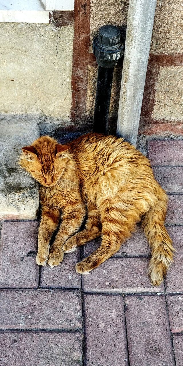 Pet