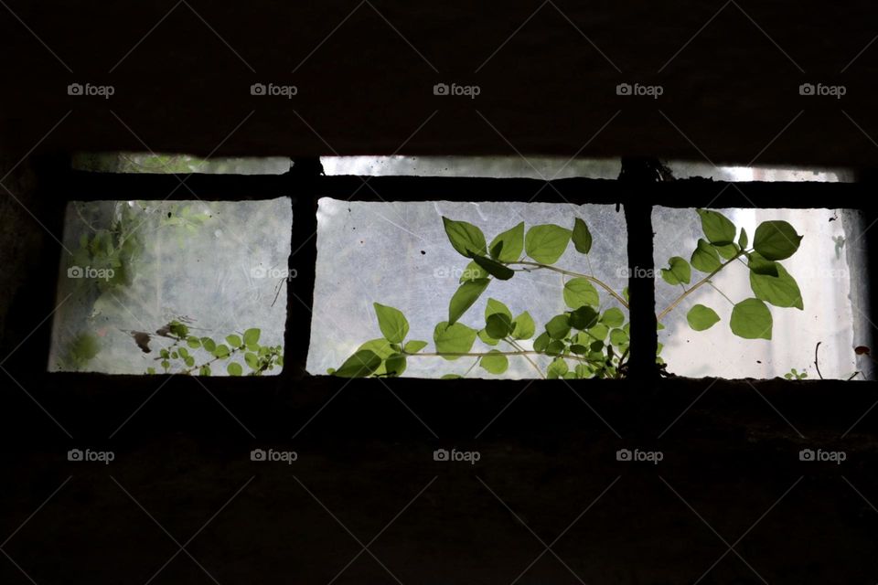 Rectangle window with a green plant