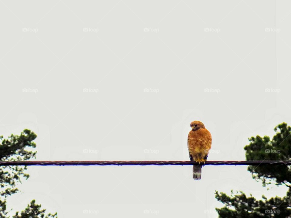 A red-shouldered hawk sits on wire and looks for prey
