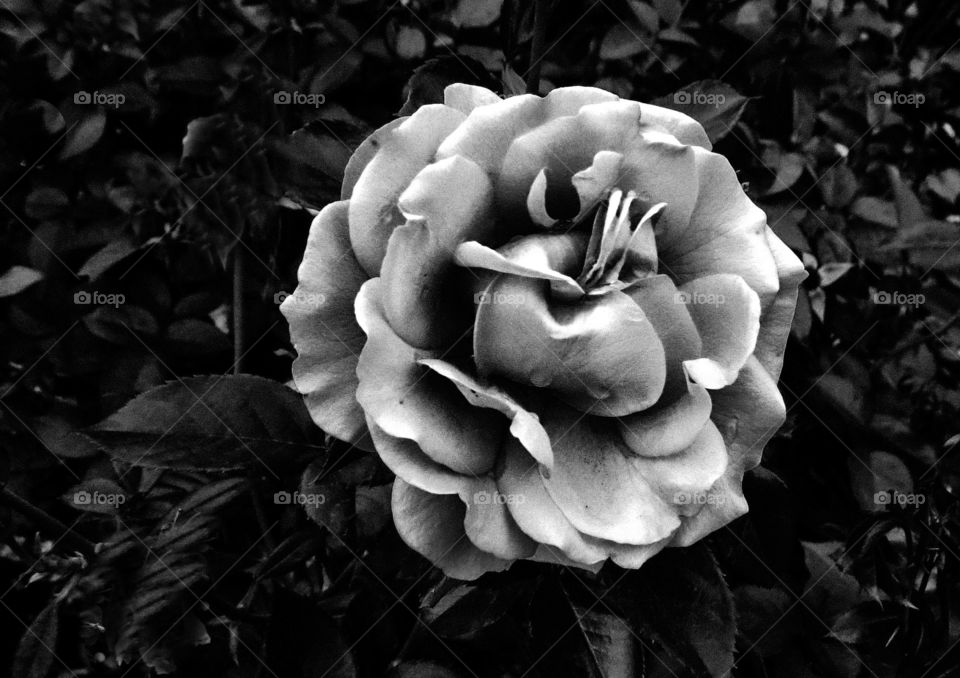 BW Flower