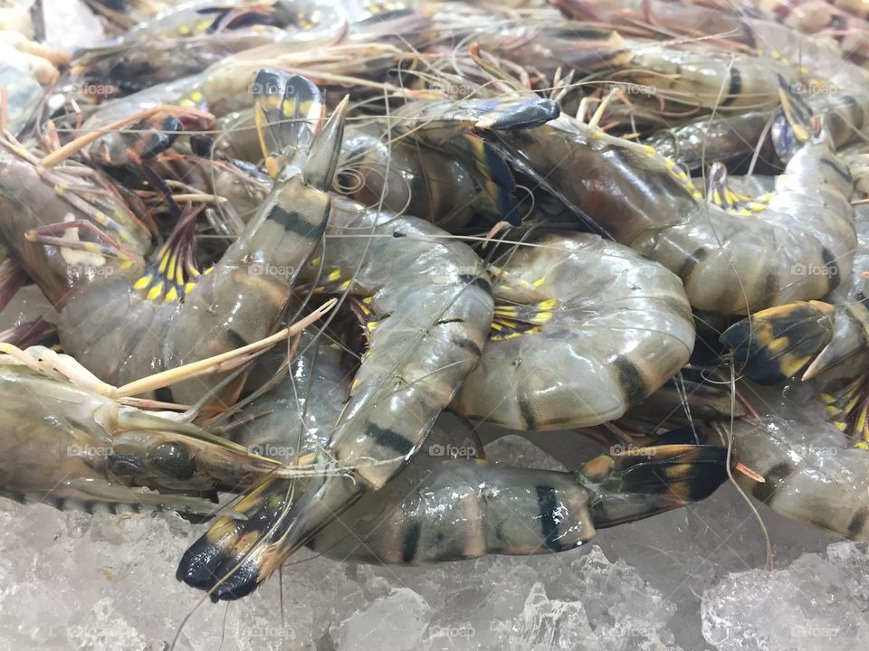 Fresh seafood catch on display 