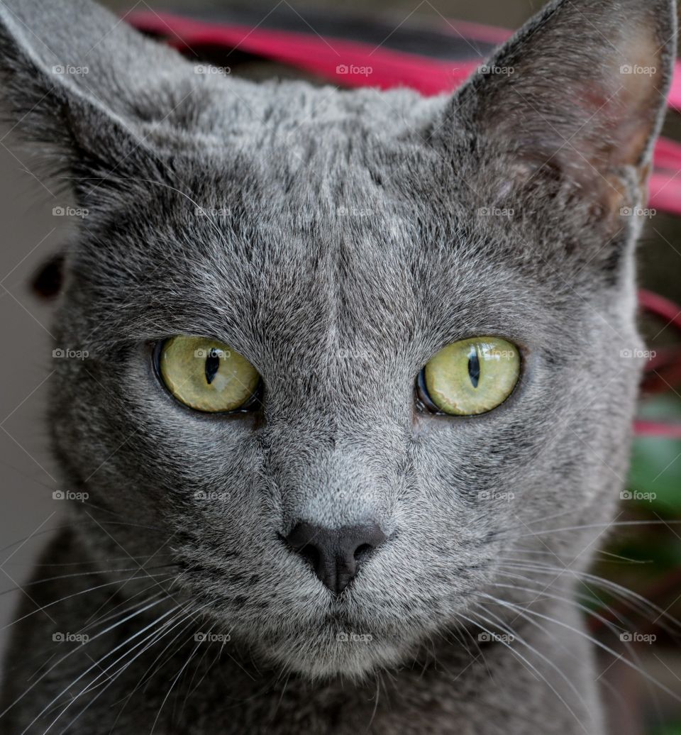 gray purebred cat portrait at home