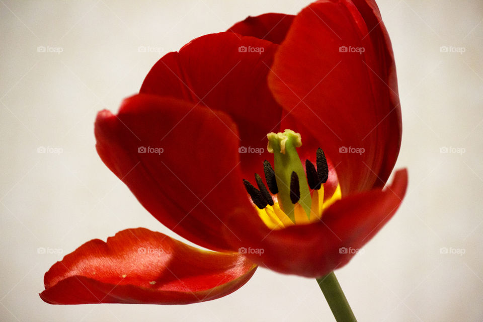 Curioso interior de un tulipán.