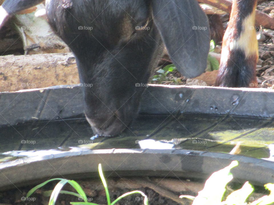 goats drinking