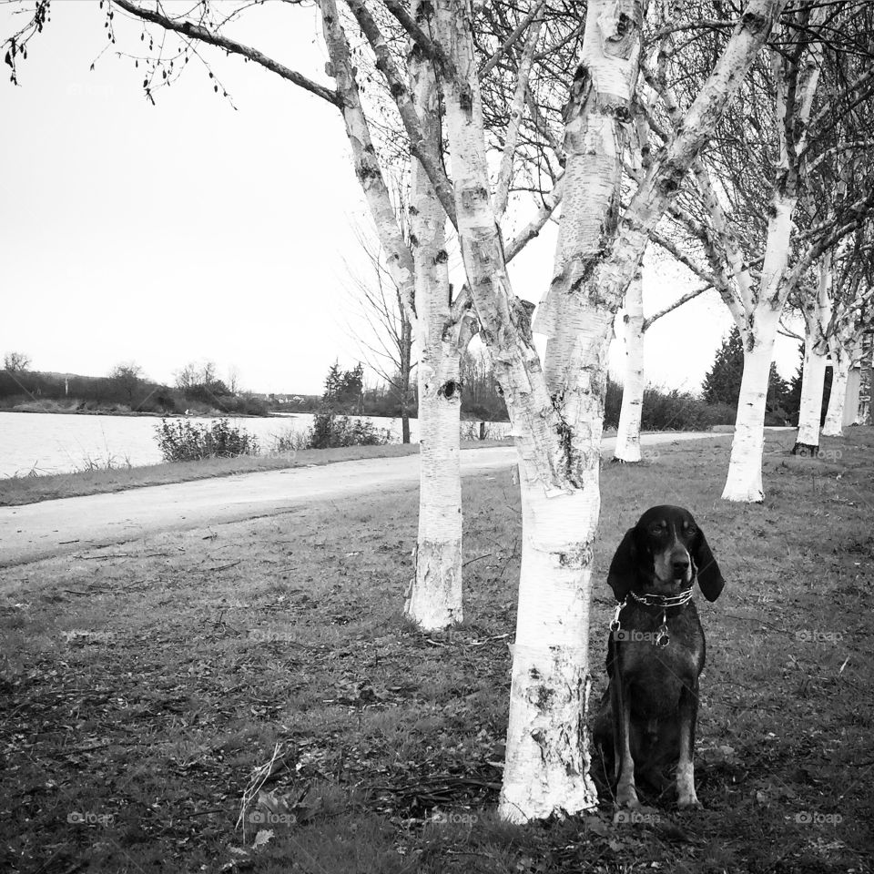 Spring in black and white. Favorite city walk @ Langus Riverfront Walk