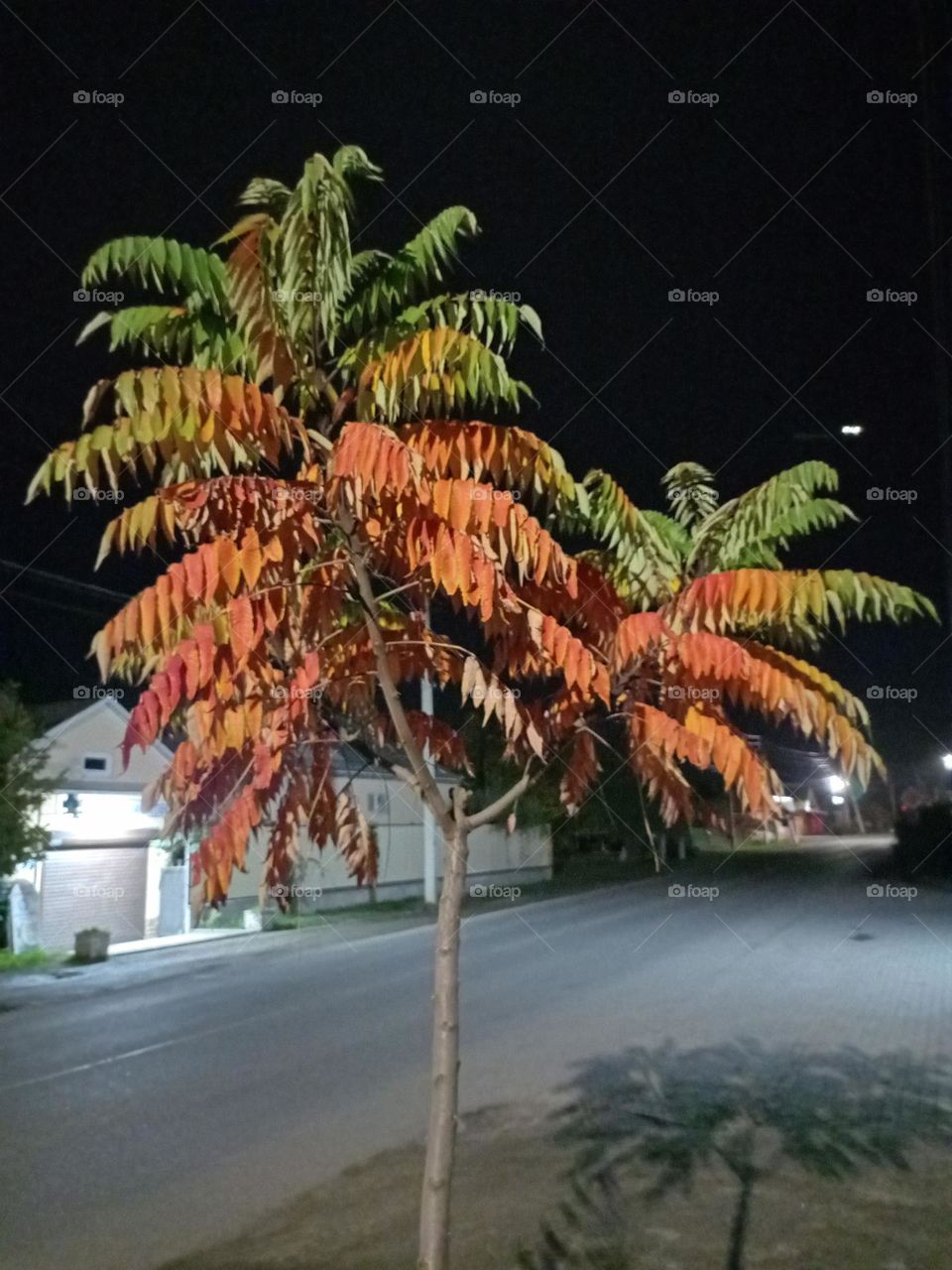 autumn tree