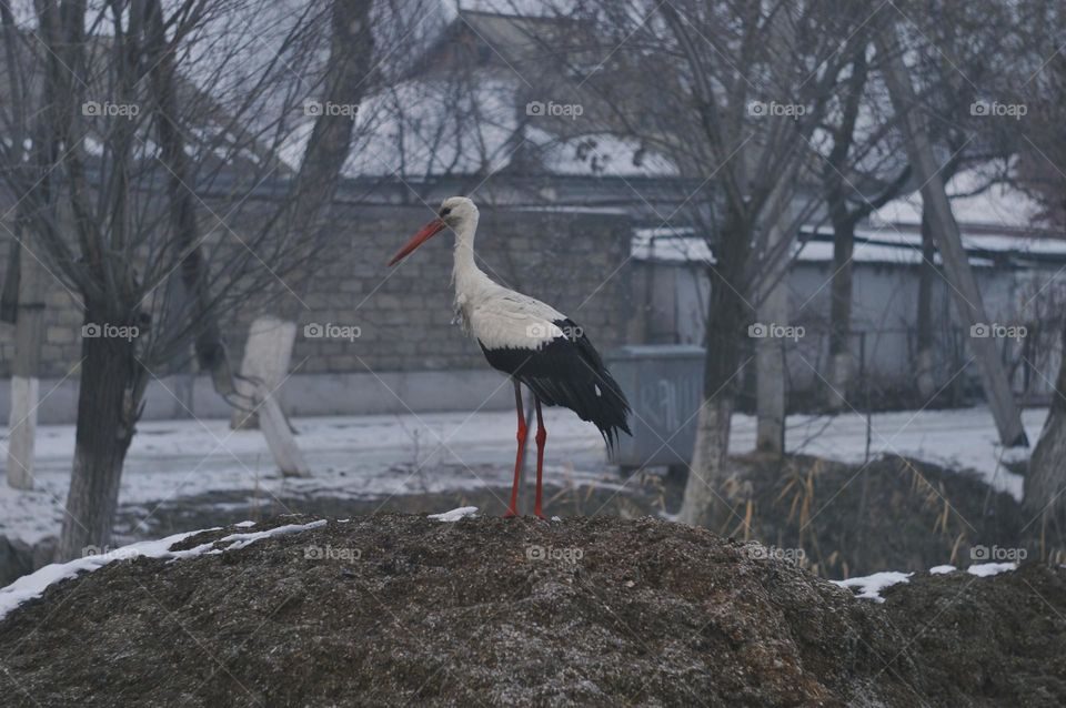 stork near the city