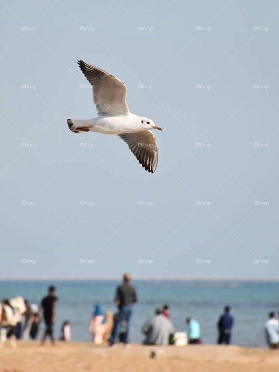 Urban seagulls enjoy a good life in our town