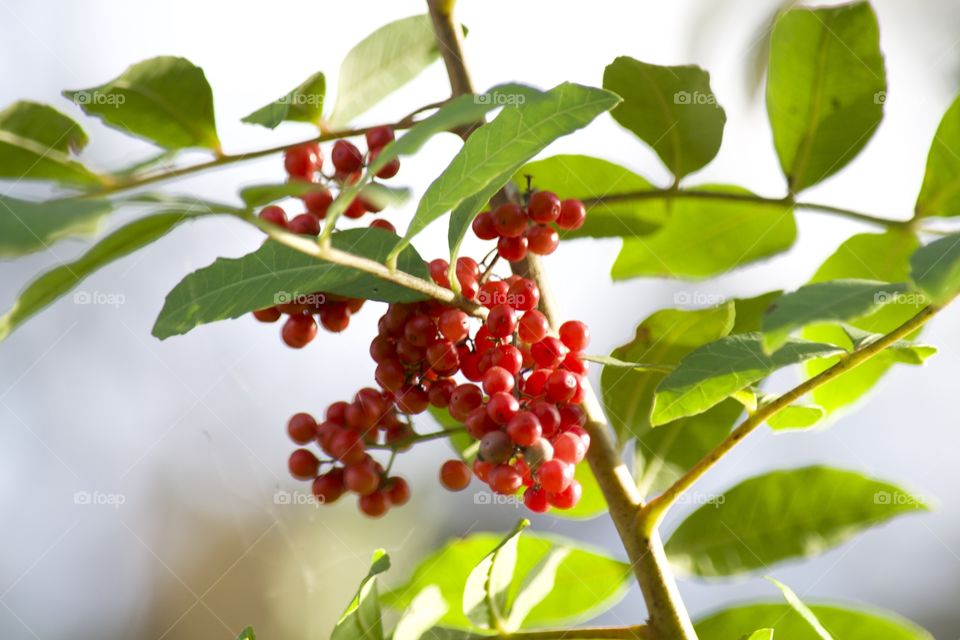 Red Berries