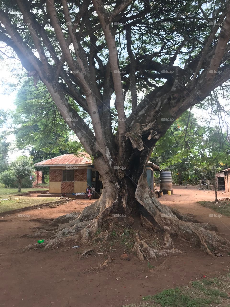 The oldest tree in Wabigwo village. Uganda. £20.00