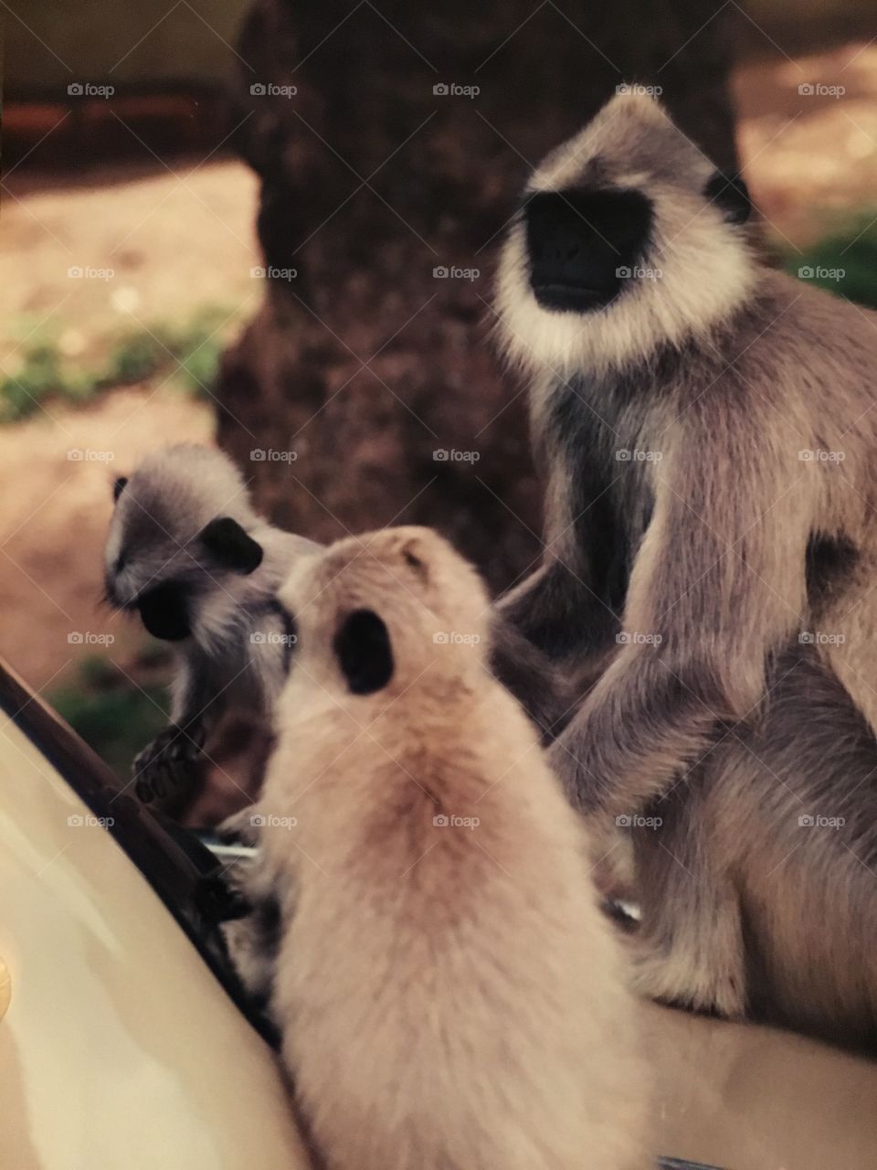 Monkeys in India