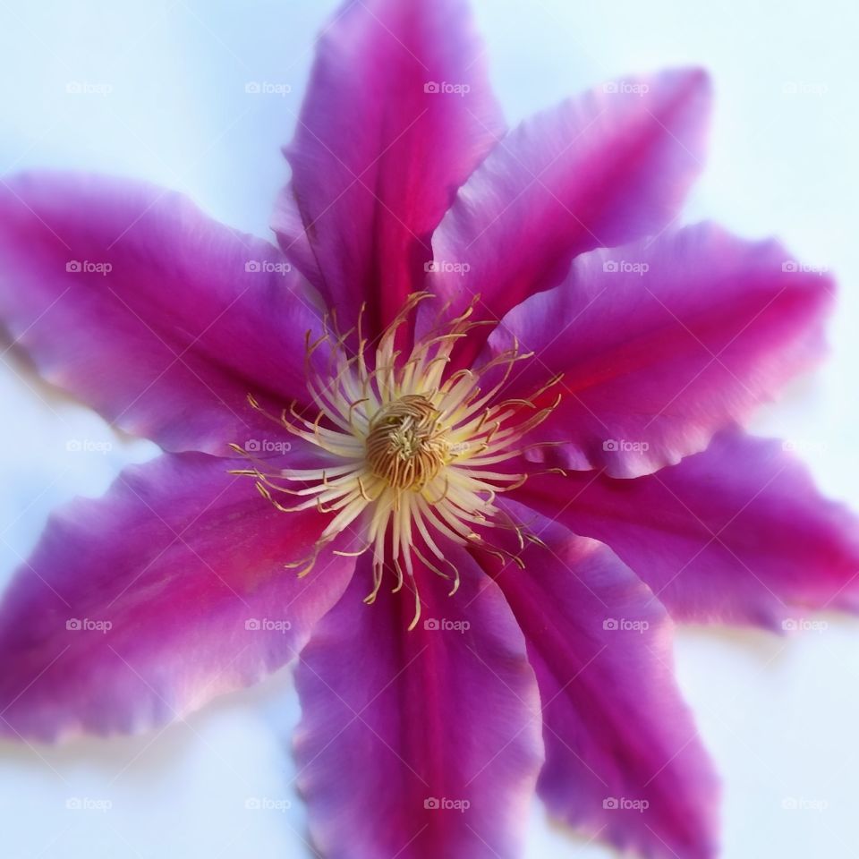 Brightly colored clematis.