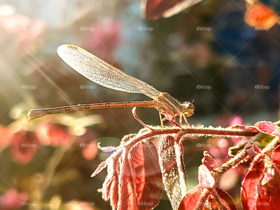 Morning sunrise light illuminating a tan colored damsfly on a magenta pink and maroon variation loropetalum shrub