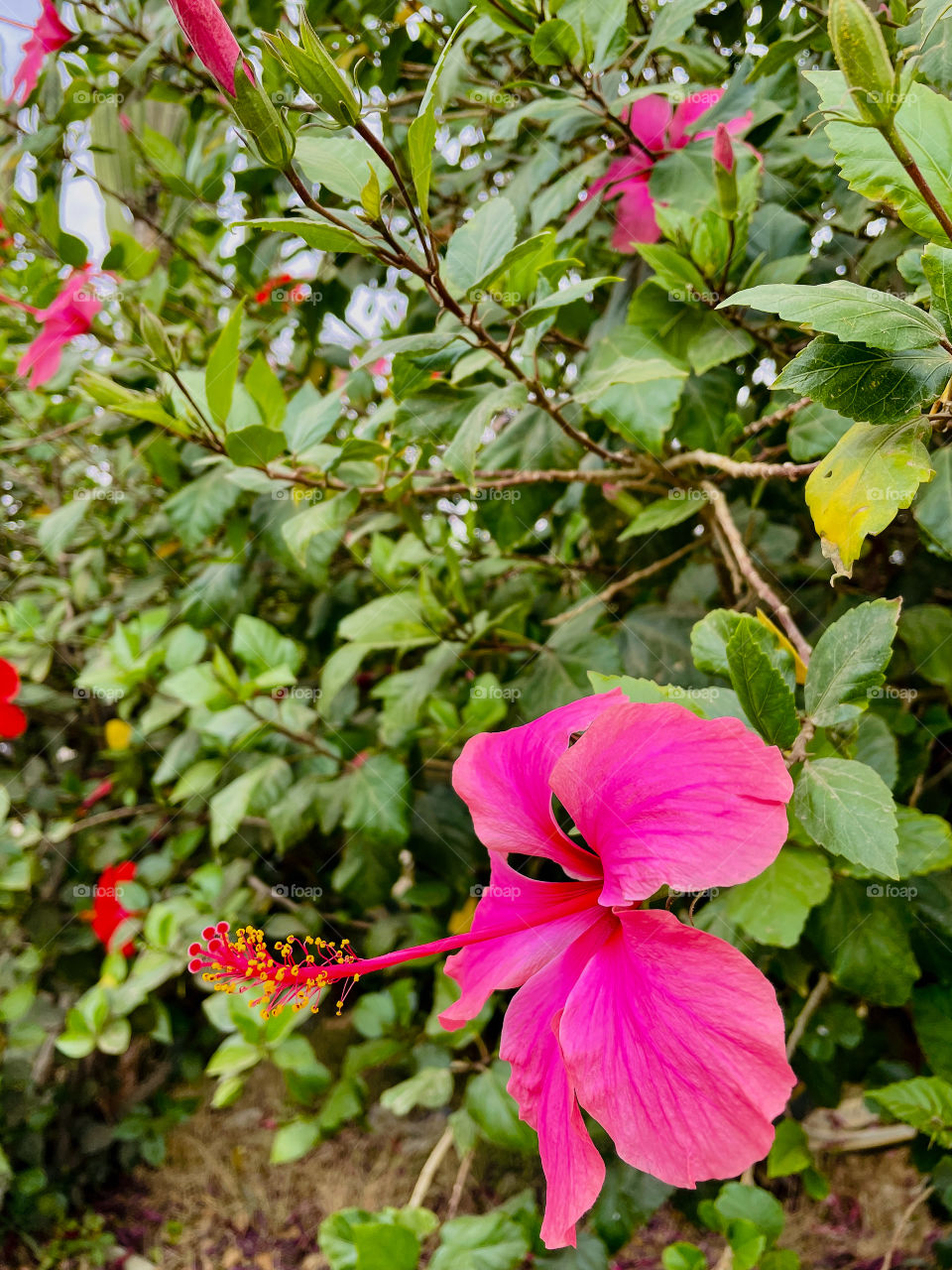 Portraits of plants 