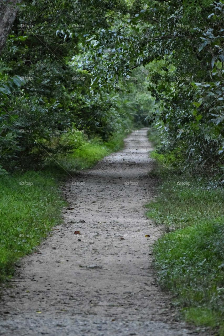 Road between the forest