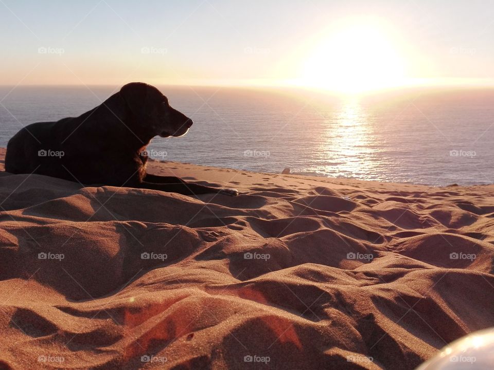 un perrito posando en las dunas de concon junto al atardecer