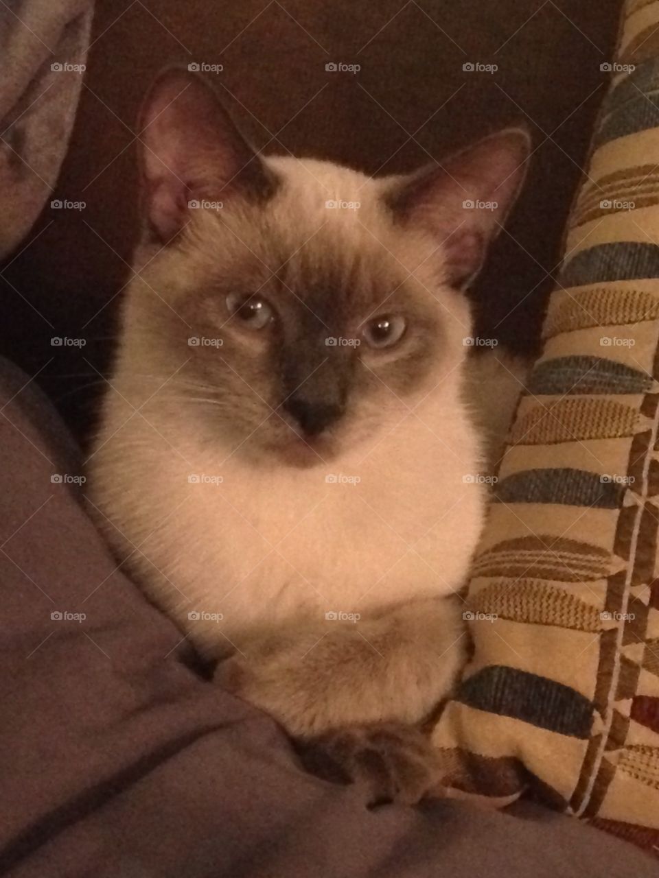 Siamese cat is a ham for the camera
