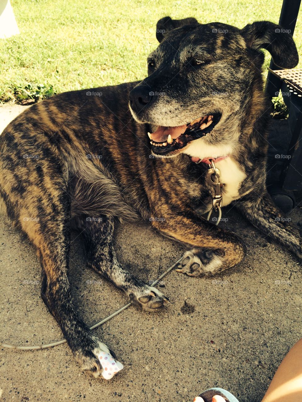 Beautiful brindle smiling dog, laying on the sidewalk and chillin in the summer heat