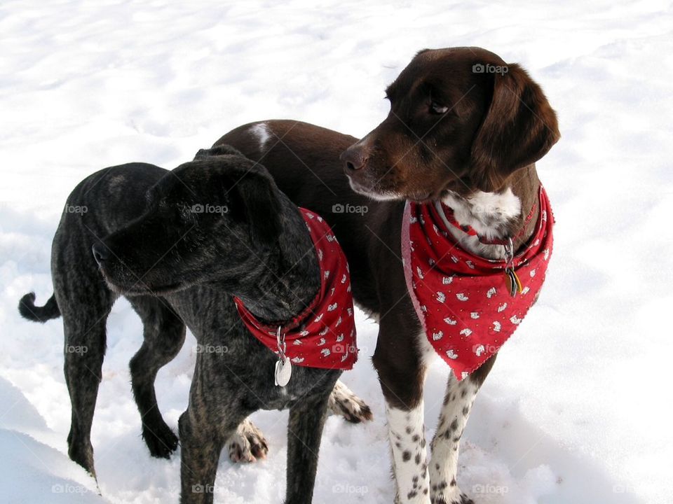 Dogs in snow