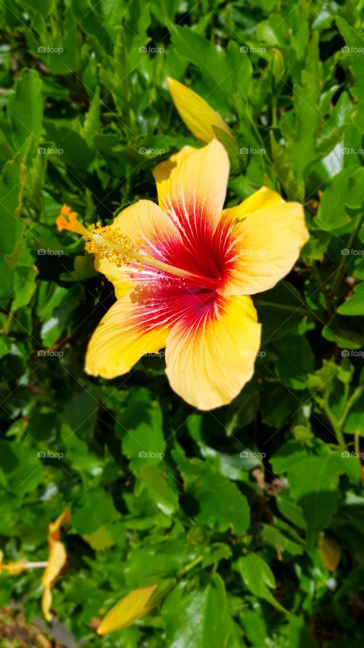 Lone Bright Hibiscus