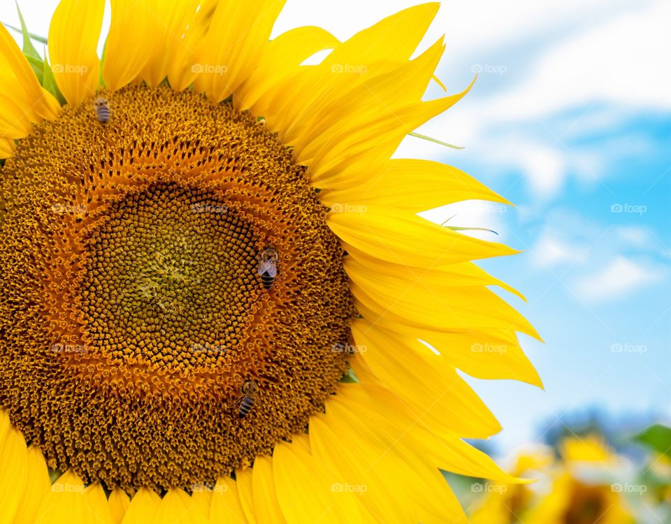 Sunflower sunny