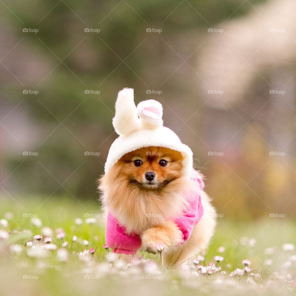 bunny dog