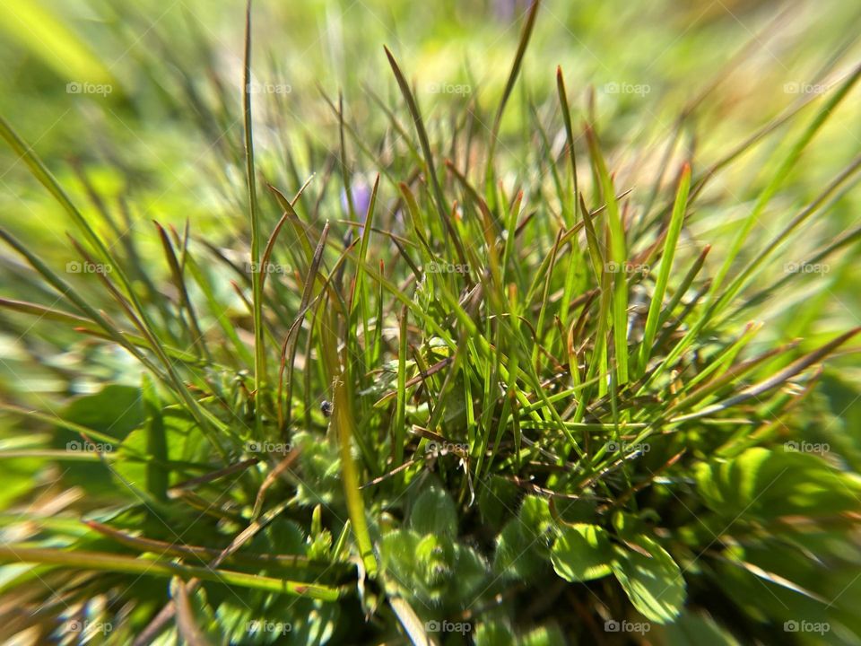 Grass in sunny day, close up 