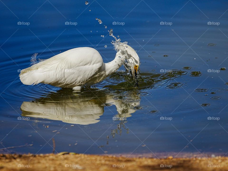 A snowy egret dives for a fish lunch