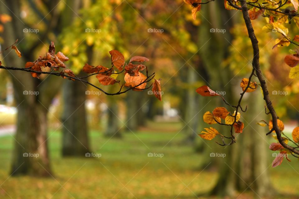 Fall, Leaf, Tree, Nature, No Person